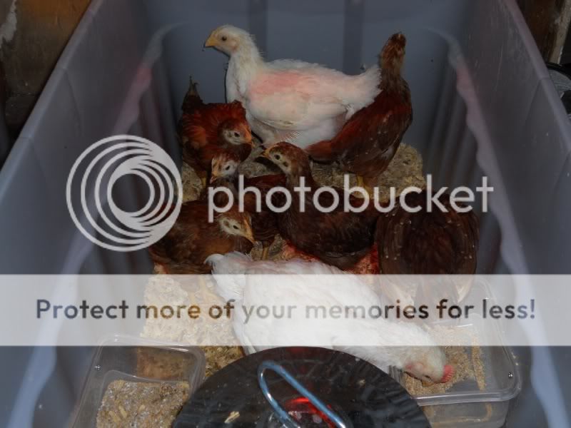 ChickensOlderBunched2.jpg
