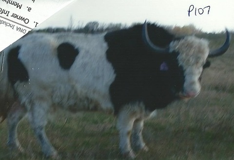 medium_P107.jpg