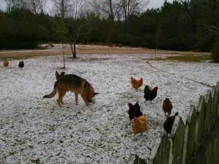 RexHens-1stsnow.jpg