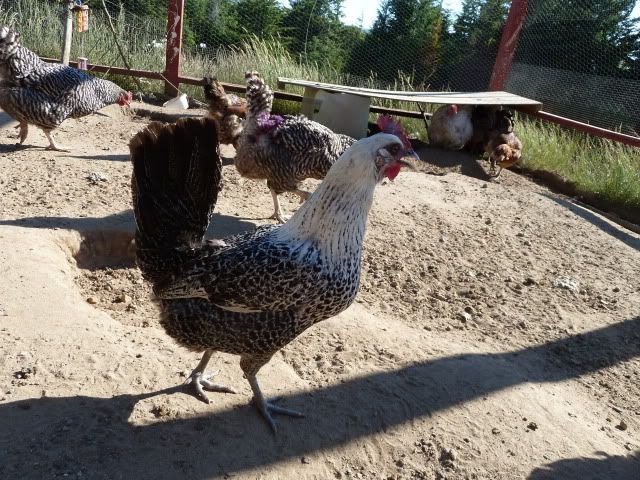 P1010060.jpg