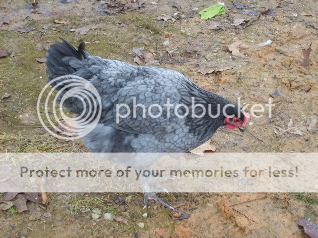 1-21-10flock014.jpg