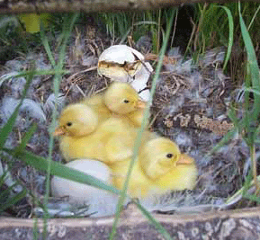 babyducks2-1.gif