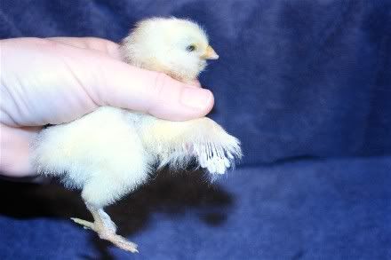 ChickColor2a.jpg