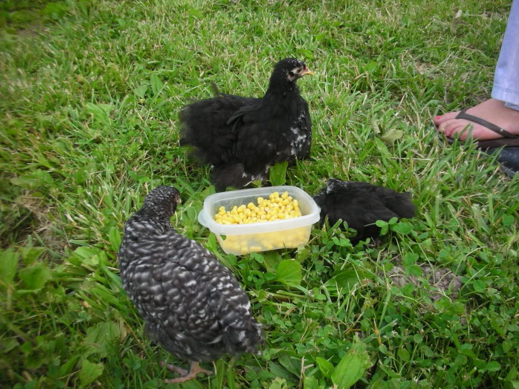 Chickenpartyacdc083.jpg