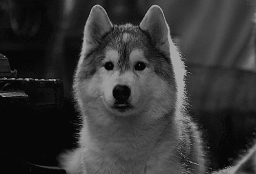 tumblr_lzofnd8ZV31qdkjypo1_500.gif