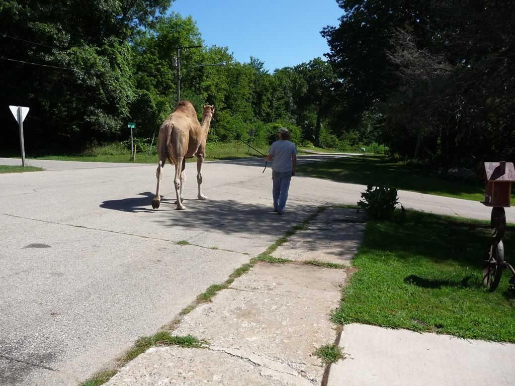 1walk.jpg
