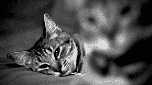 tumblr_levulk1zUV1qcn249o1_500.gif