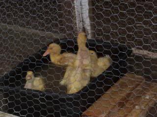 031-1.jpg