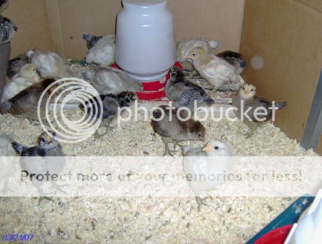chicks2weeksold012.jpg