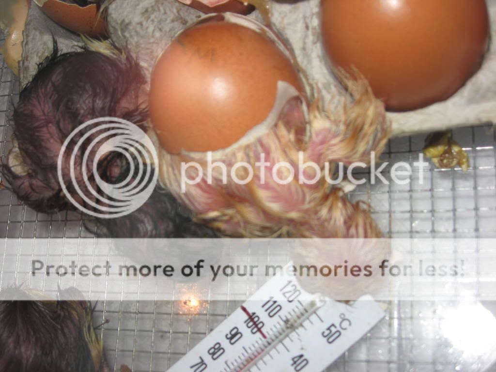 Hatchingeggs060-1.jpg