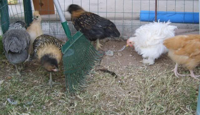 Frizzle210.jpg