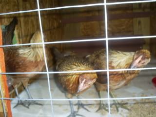 chicksandcoopo055.jpg