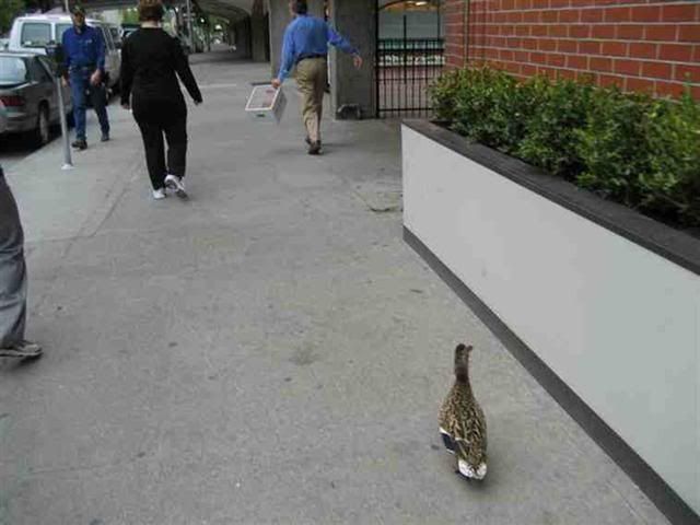 duck7Small.jpg