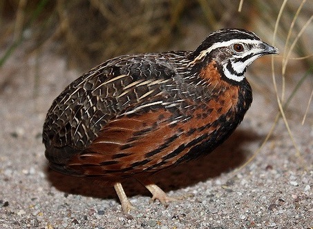 HARLEQUIN%20MALE.jpg