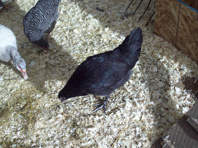 100_6040.JPG