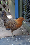 chicken%20020.jpg