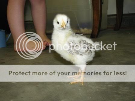 chickies001-1.jpg
