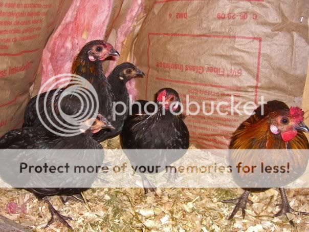 JapBantamAraucana.jpg