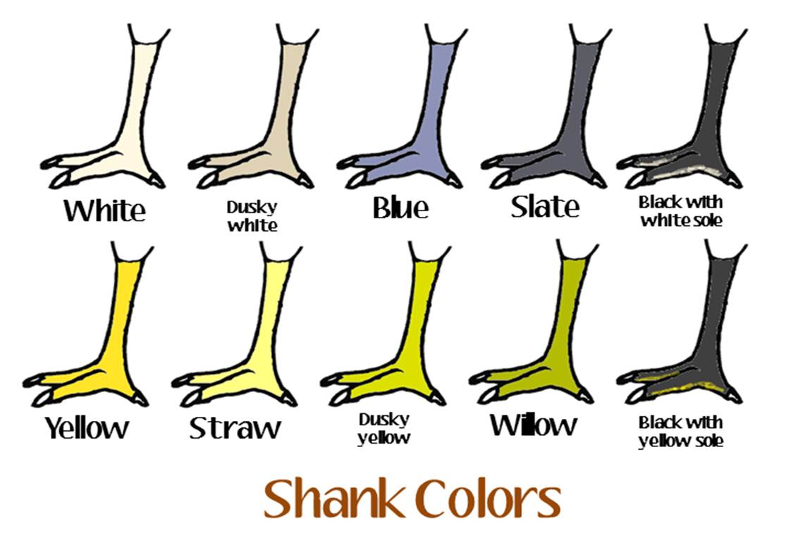shank-color.jpg