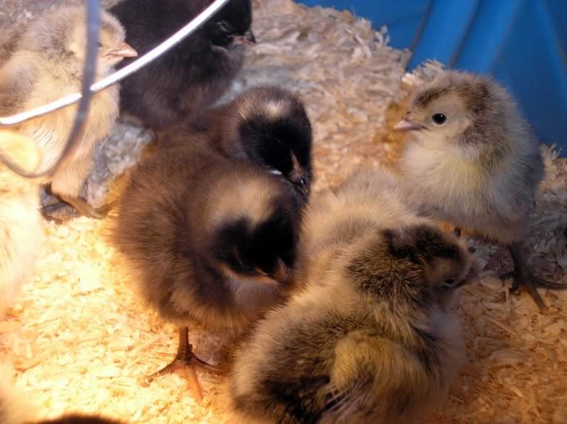 JulyChicks2.jpg