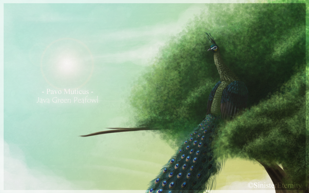 ___pavo_muticus____by_sinistereternity-d4drdtv.png