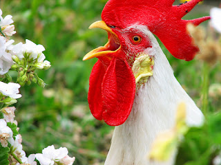 rooster2.jpg