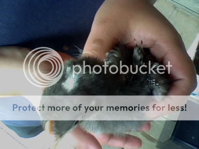 Chick03.jpg