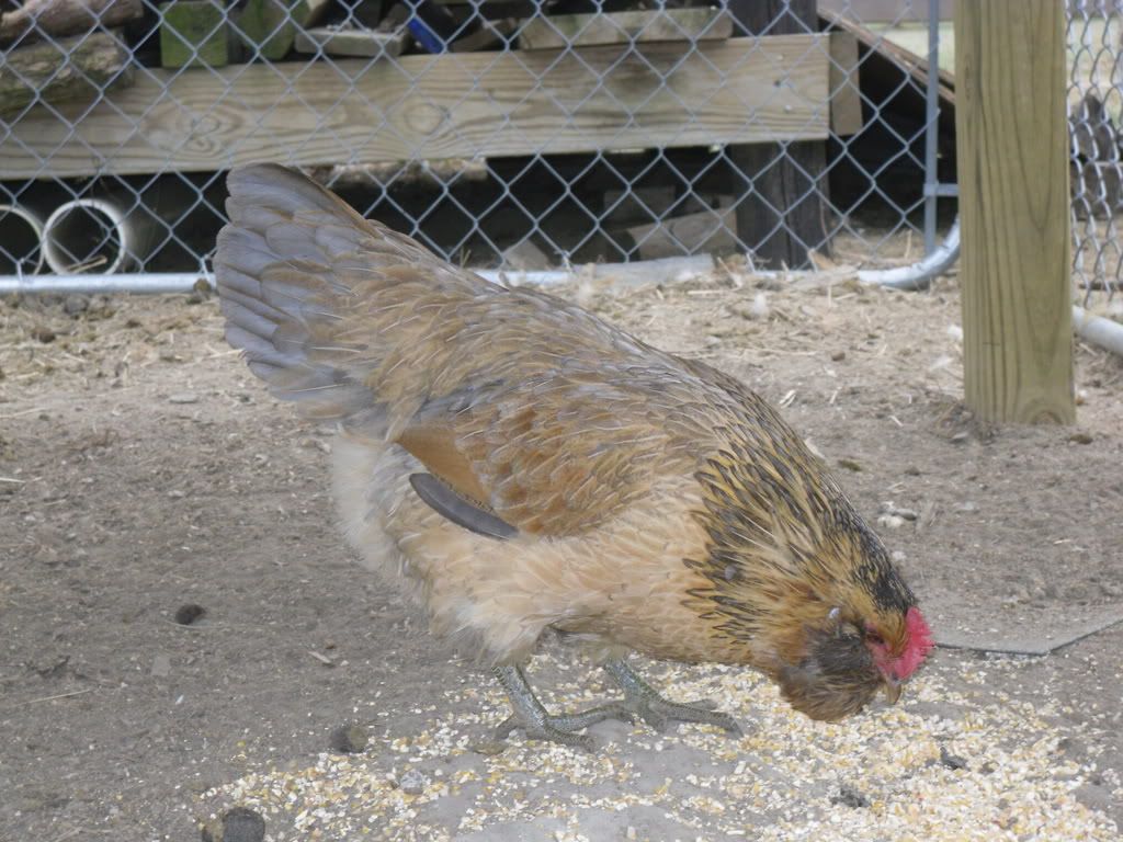 SDC10260.jpg