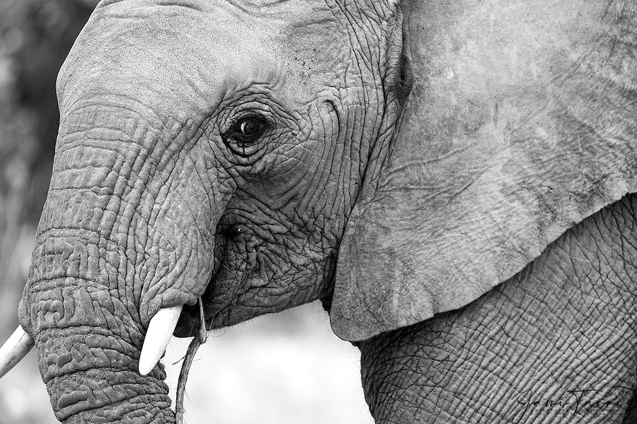 Tarris-Namibia-09-11-4728BW.jpg