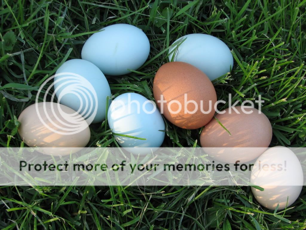 2011Hobbies177.jpg