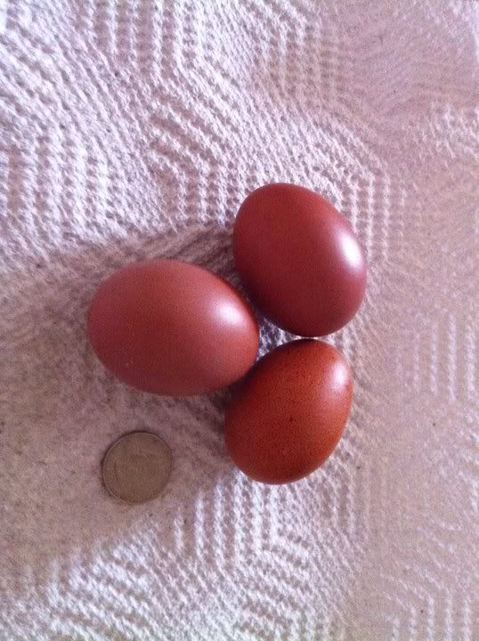 eggs.jpg