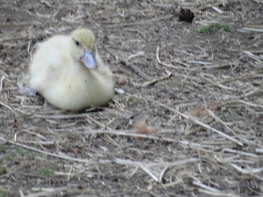 duckling.jpg