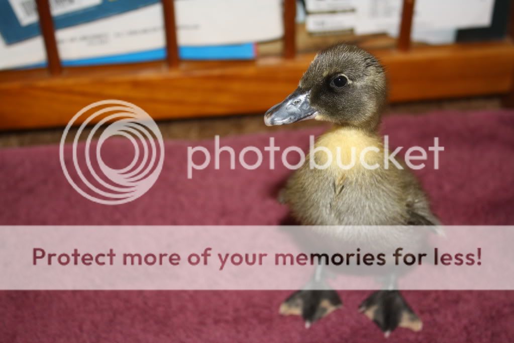 dogsandducks043.jpg