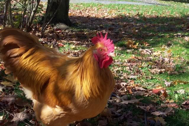 octoberchickens019.jpg