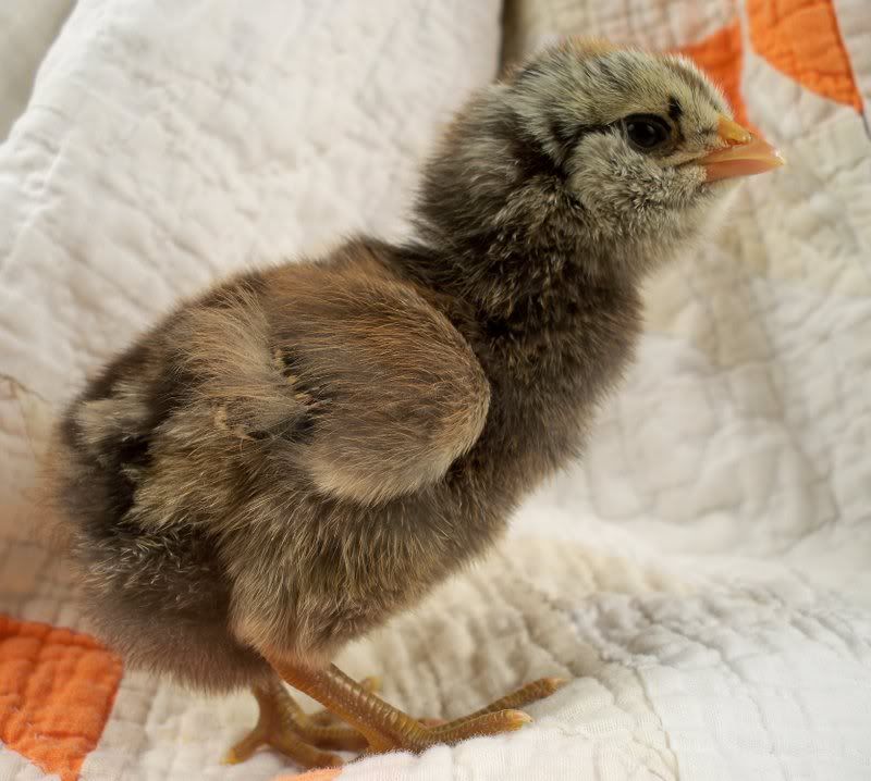 chick13.jpg