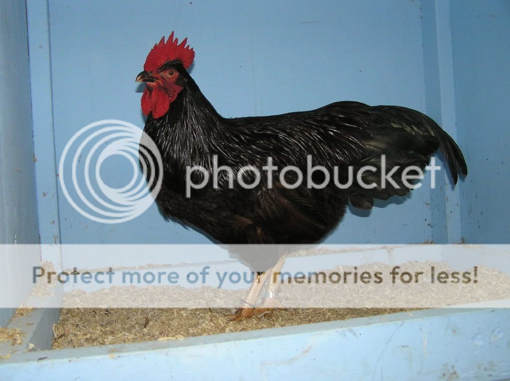 RhodeIslandRed.jpg