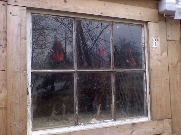 3roosters1.jpg