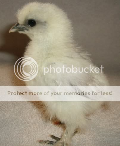 silkie2-1.jpg