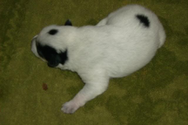 pup2.jpg