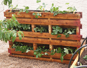 pallet-garden-3.jpg