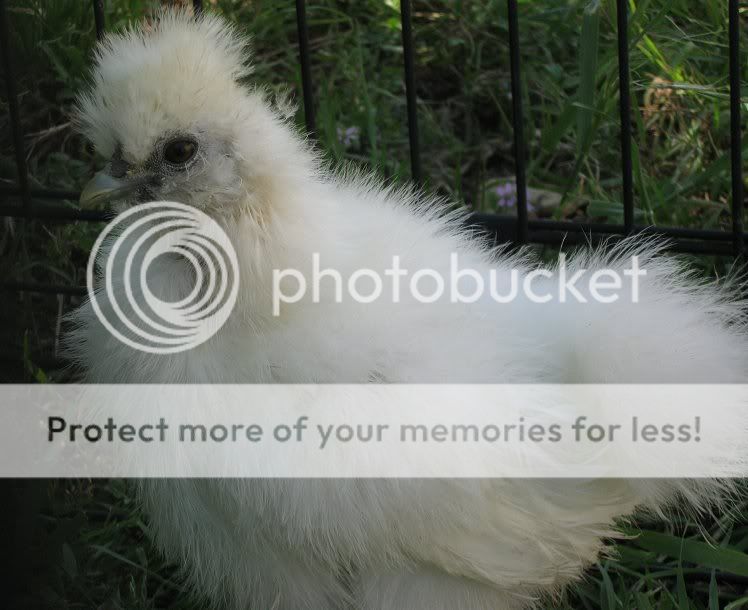 silkie56b.jpg