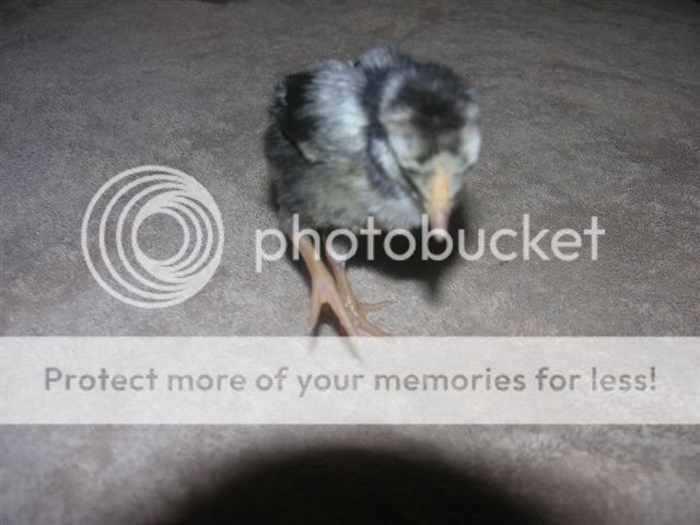 chicks_025.jpg
