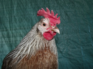 DSCF2689.JPG