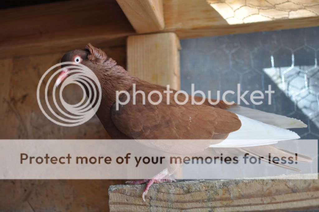 c1820019a5444828f5e623bb312358b6.jpg
