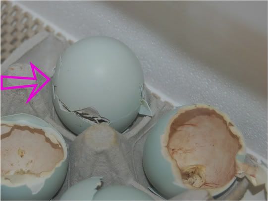 chicks004.jpg
