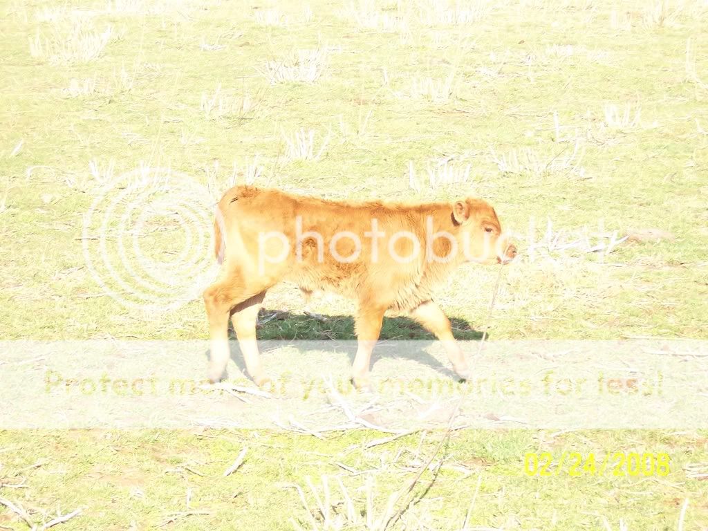 cattle007.jpg