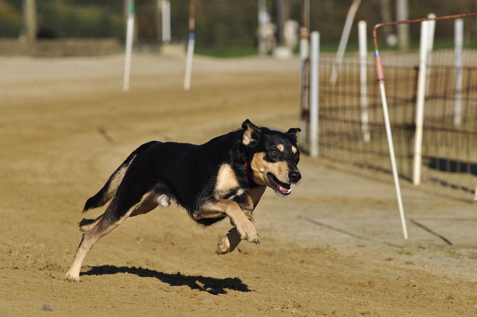 pet-173005_960_720.jpg