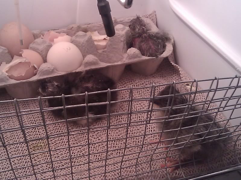 3_babies.jpg