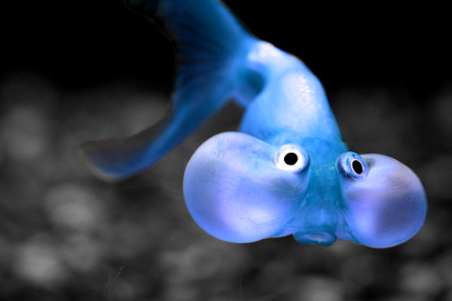 Blue-Fish.png