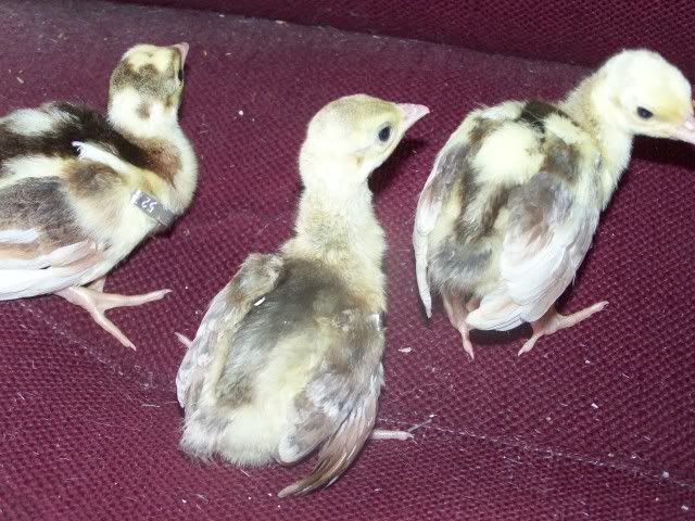 peachicks026.jpg